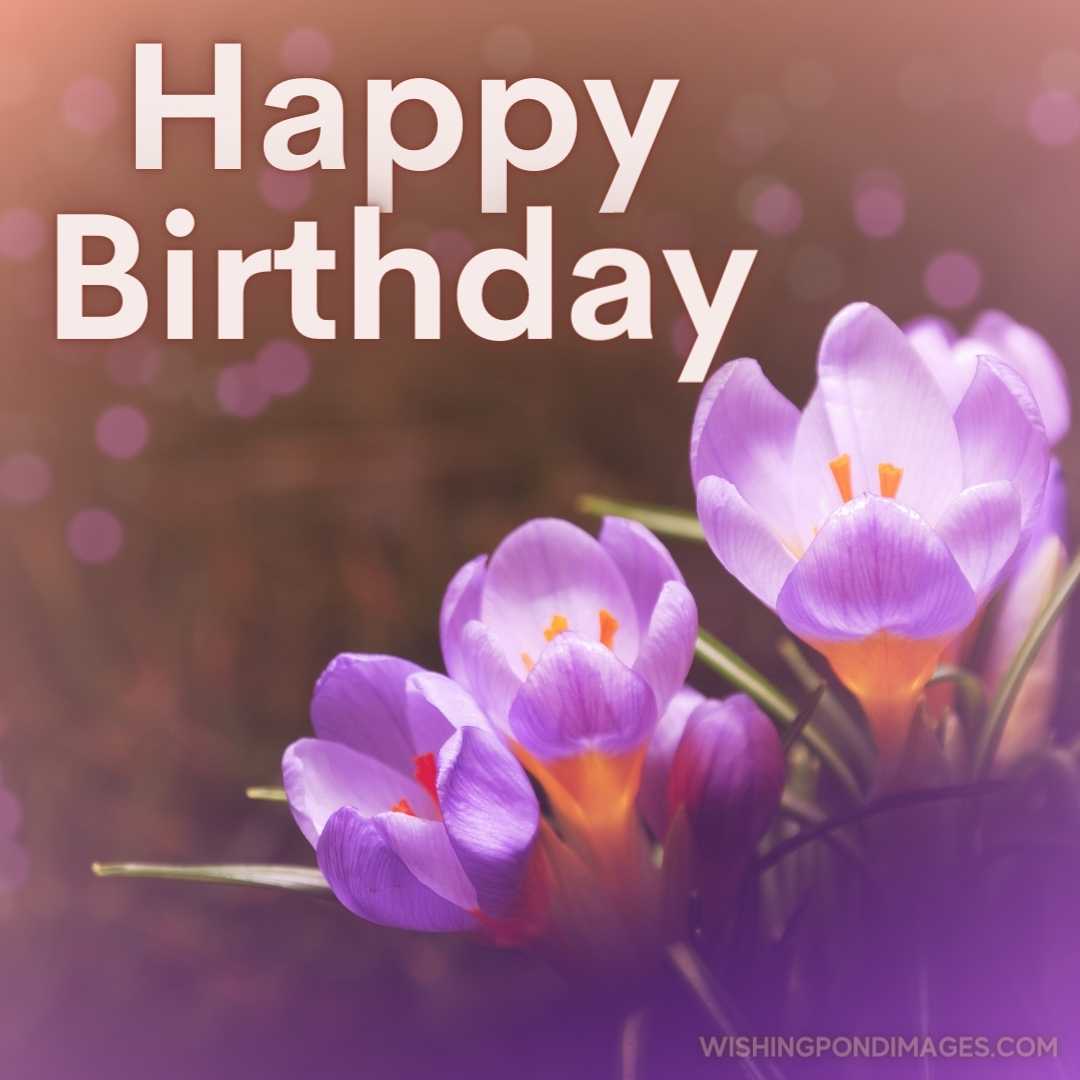 Beautiful picture of the Crocus vernus flower. Happy Birthday Purple Flower Images